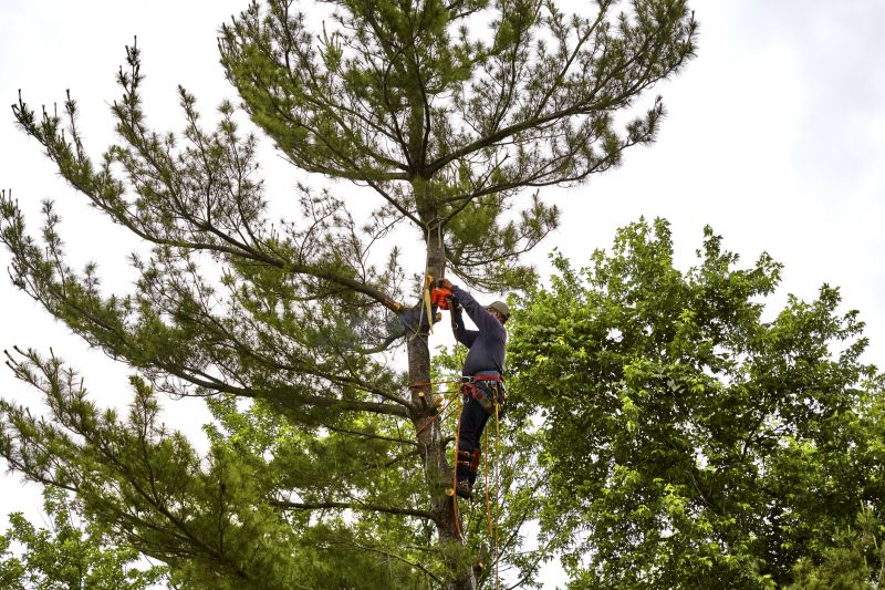 Contact About Pine Tree Removal