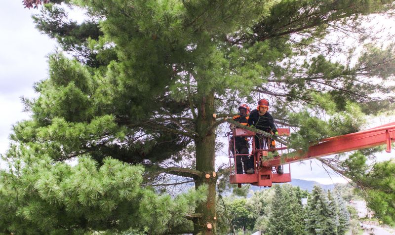 Pine Tree Removal
