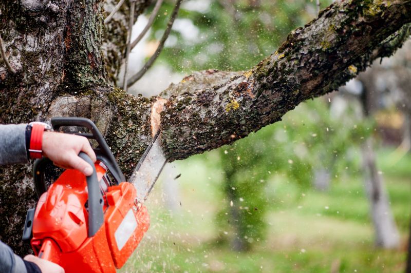 Cypress Tree Removal in Duluth, MN
