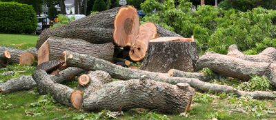 Commercial Property Tree Removal