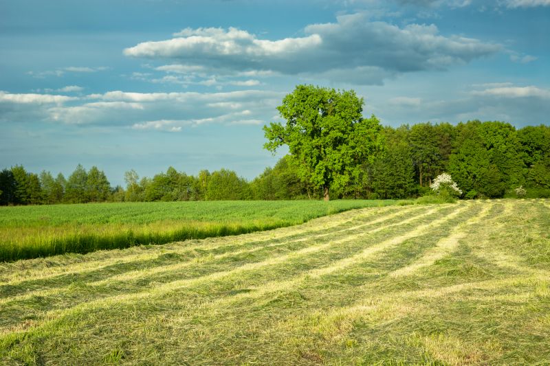 Farm Clearing in Marietta, GA