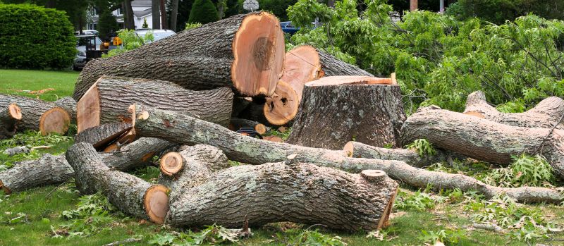 Mimosa Tree Removal in Duluth, MN