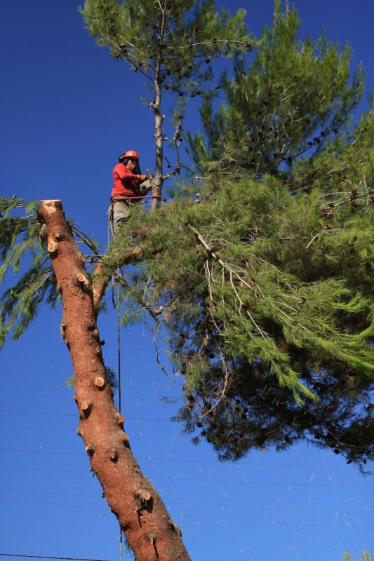 Pine Tree Removal