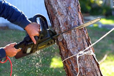 Pine Tree Removal Process