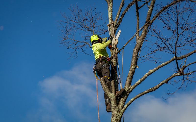 Tree Cutting in Winter