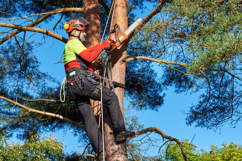 Expert Assessing Tree Stability