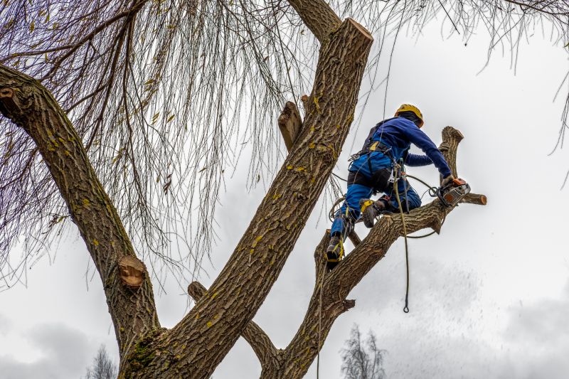 Safe Tree Climbing and Cutting