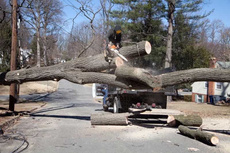Willow Tree Removal in Duluth, MN